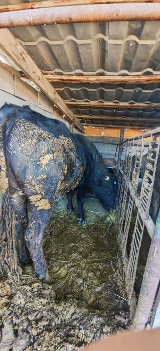 Продаю Быков срочно