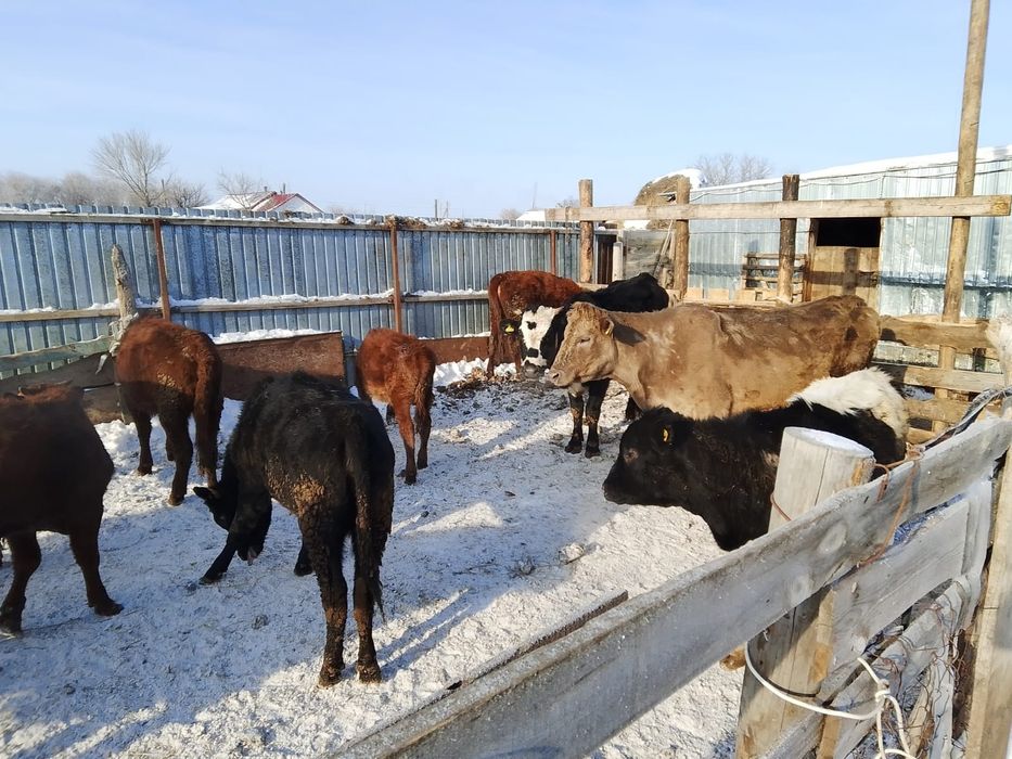 Продам коров и молодняк телят