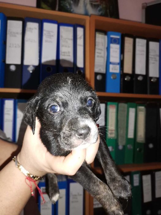 ПОДАРЯВАМ малки кокерчета