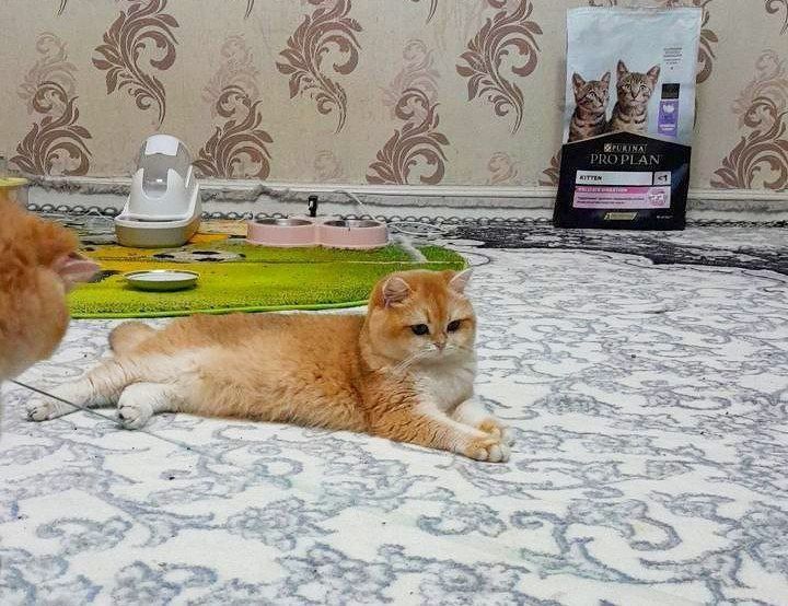 Privaznoy Zalataya Shinshilla tozza Ny_12

Порода : BRI Золотая

ш