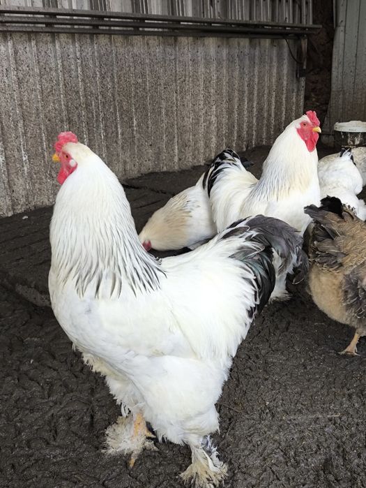 Петухи светлой брамы