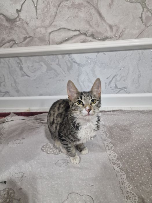 Ураган нежности ищет дом!