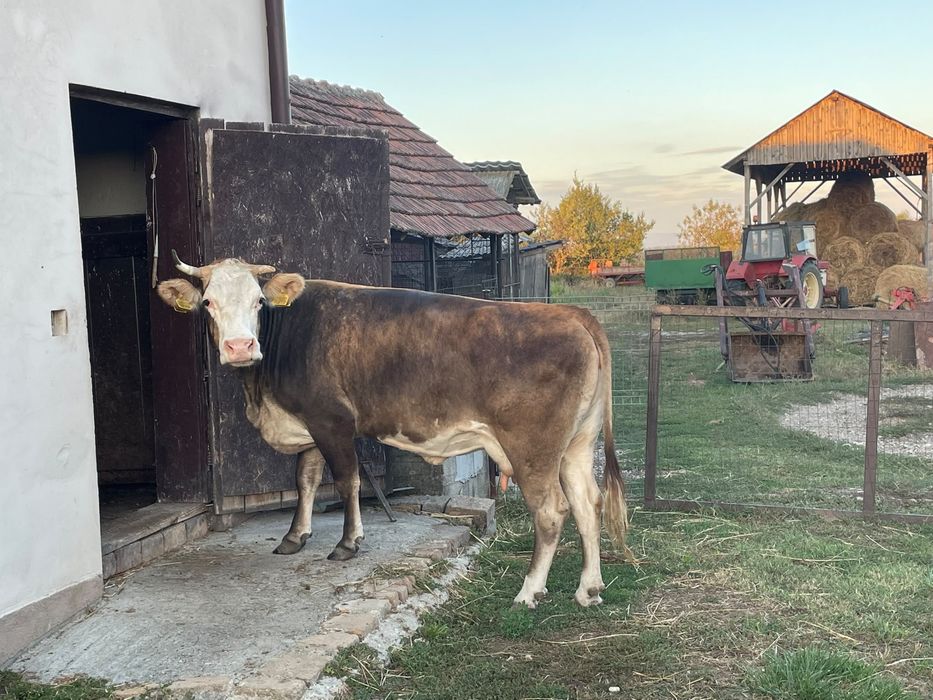 Vand vaca de 6 ani