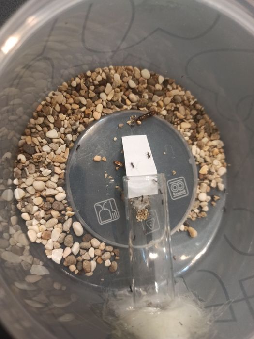 Продажа муравьёв лазиус ниггер