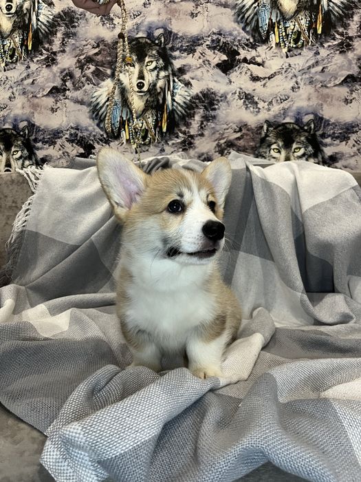 Щенки Вельш Корги Пемброк