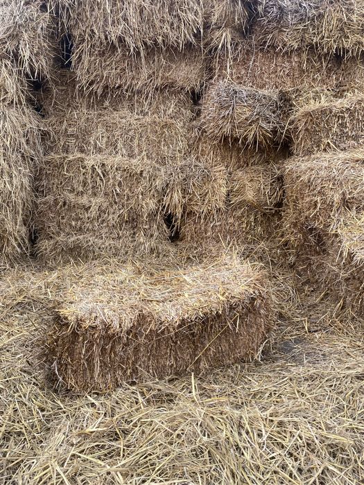 Somon pires qoqon mol qoylar uchun pris  ot òt mol ot