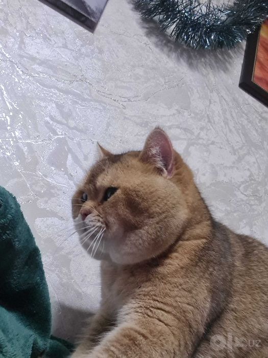 Британский короткошерстный  кот