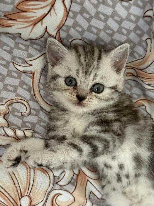 Продам котенка, Британская
