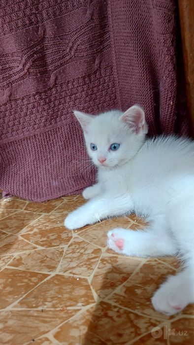 Продаются котята страйт и фолт