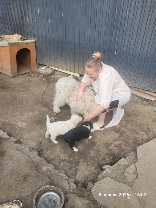 Продам  щенков собаки