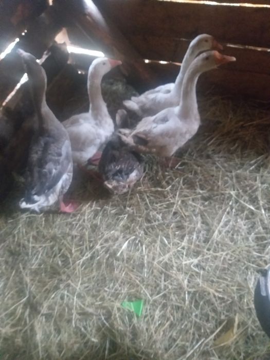 Vand 5 gâște urget