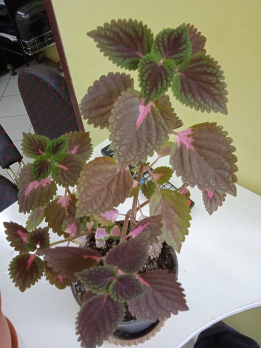 Комнатные растения