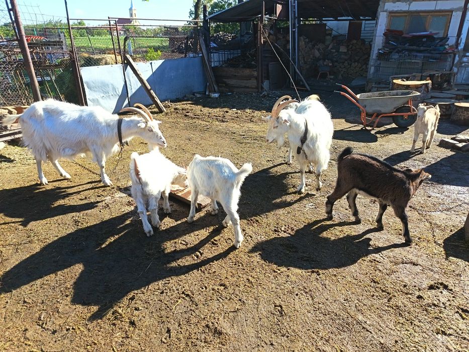 Capre de vanzare