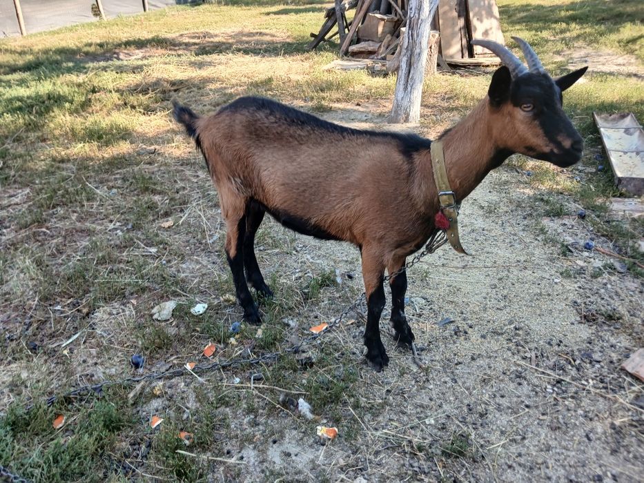 Vând Iada Alpina