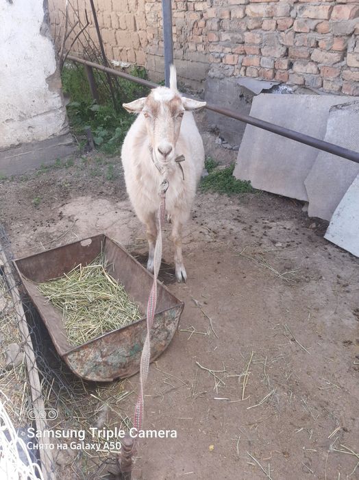 1 жарым жасар теке