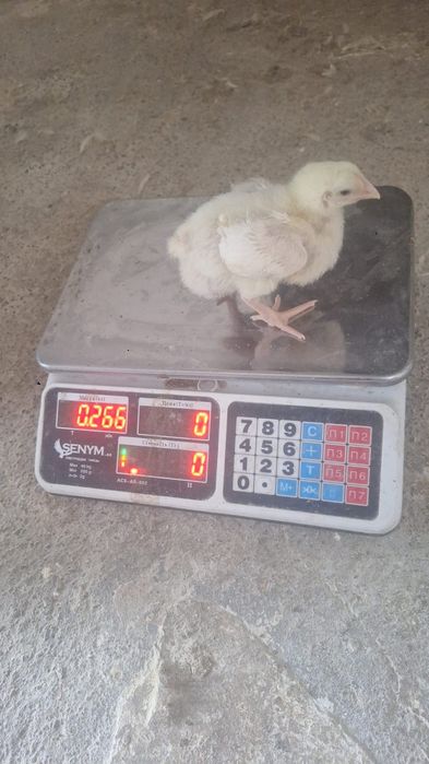 Продам цыплят бройлеров