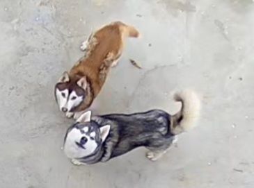 Скоро в продаже родившися 14 февраля хаски