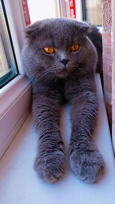 Скоттиш страйт девочка