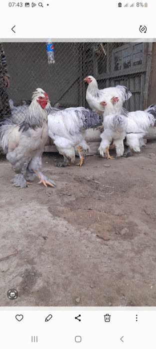 Brama xòrozlari sotiladi