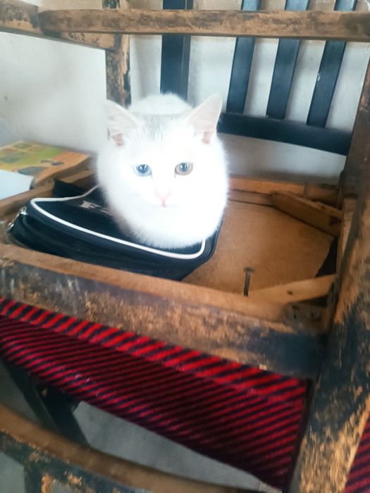 Turetskiy Angora ikki xil ko'z qiz bola sotiladi