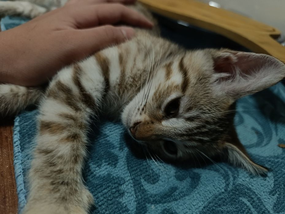 Отдают котенка БЕМПЛАТНО в хорошие руки