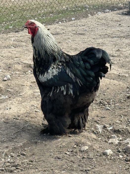 Петух мраморной брамы