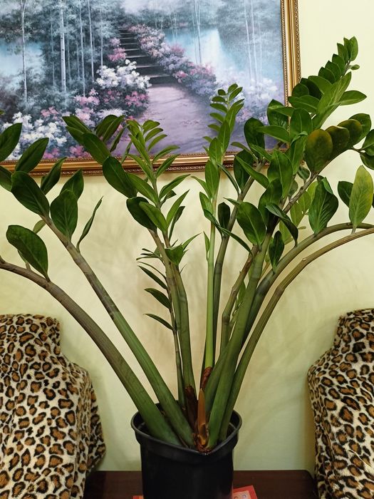 Денежное дерево, замиокулькас