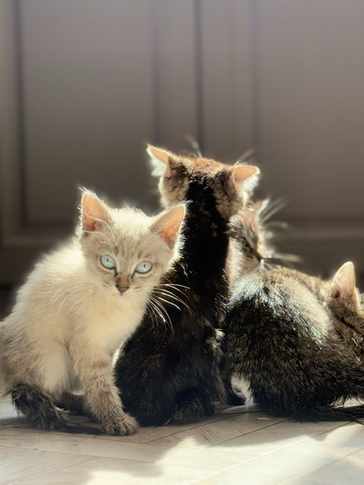 Три шестимесячные кошечки-девчонки