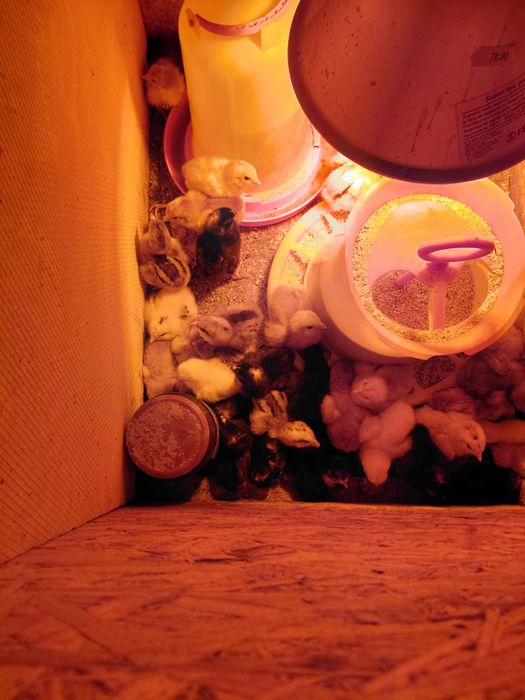 Vand pui mici puicute si puicuta de gaina cocosi gaini si pui de rasa