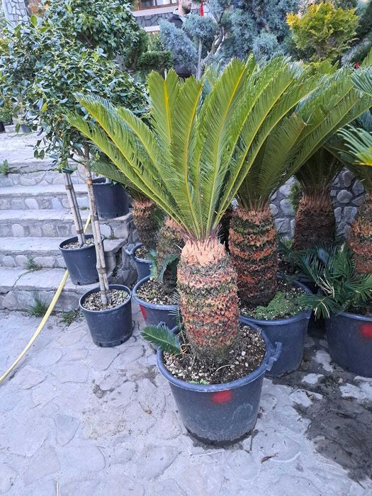 Magnolii, arțari, stejari și brazi pentru grădina ta