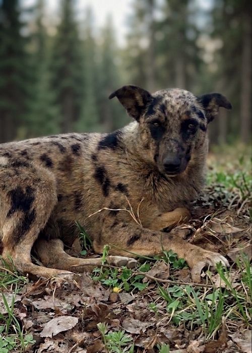 Собака девочка в добрые руки