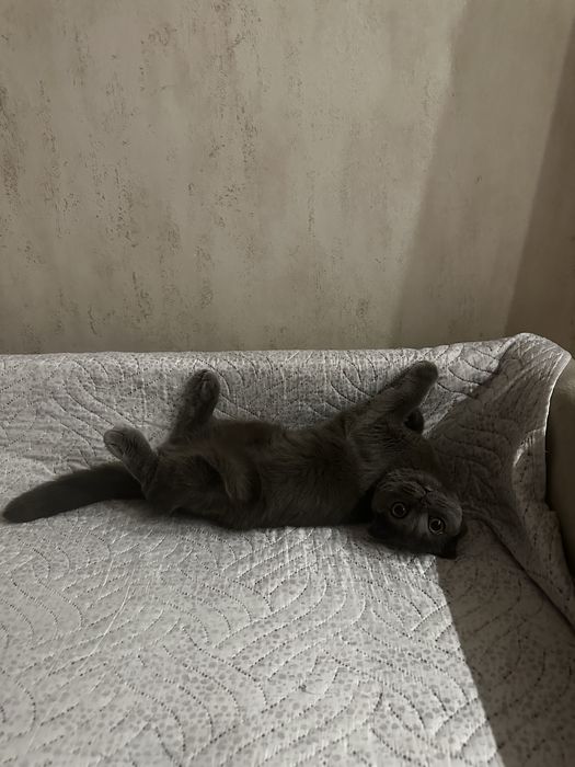 Кошка ( британская )