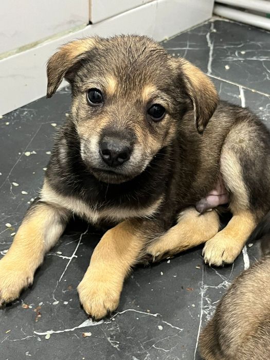 Отдам щенков бесплатно