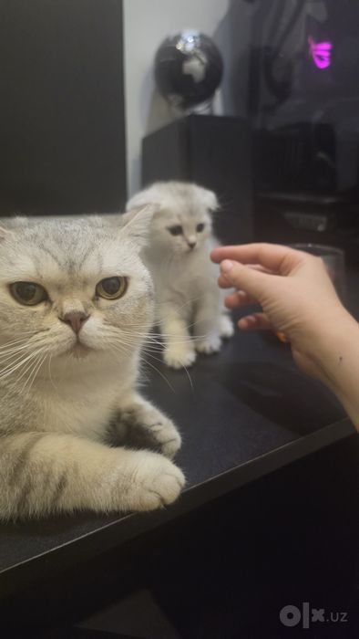 Срочно! Продяю котят. 3 TA MUSHUKCHA SOTILADI!