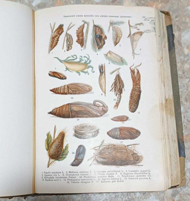 Книга "Атлас бабочек и гусениц " 1913 год