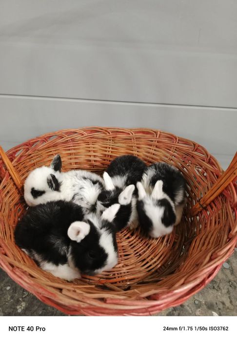 кролики карликовые оптом