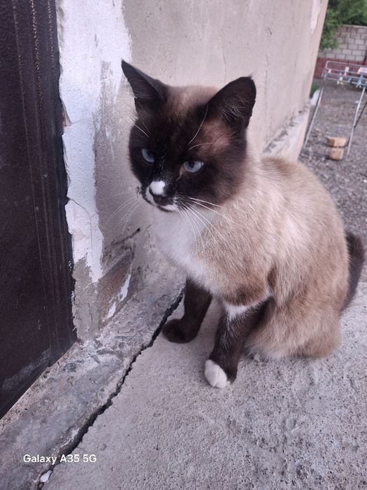 Животные.  Кот и кошка