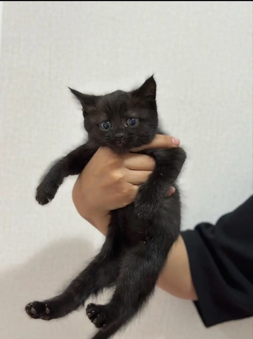 Отдам котенка в добрые руки. Мальчик