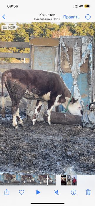 Продам телка с откорма