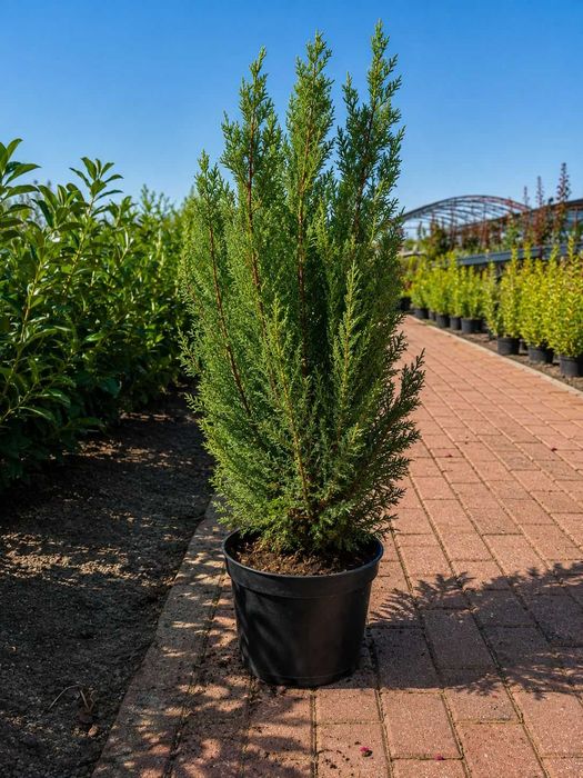Gard Viu Leylandii - Creștere Ultra Rapidă - Producător ROMAN PLANTE ORNAMENTALE Timiș (Tormac)