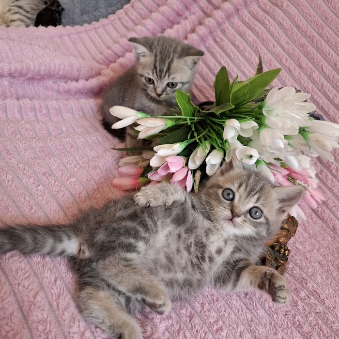 Британские котята