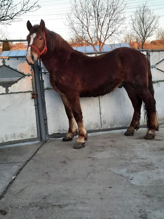 Vând mănz 2 ani și jumătate.