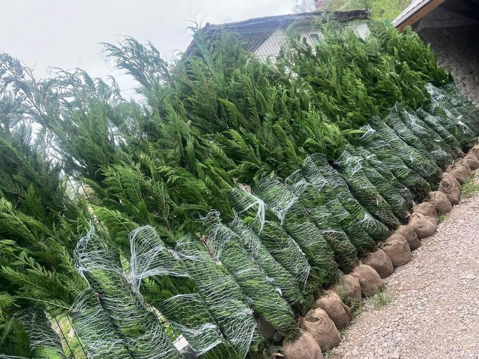 Leylandii uriași 2.5m - 3m gard viu verde veșnic natural