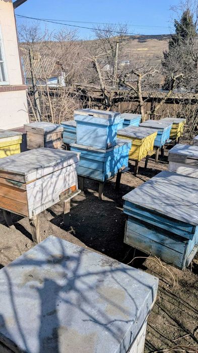 Lichidez stupină