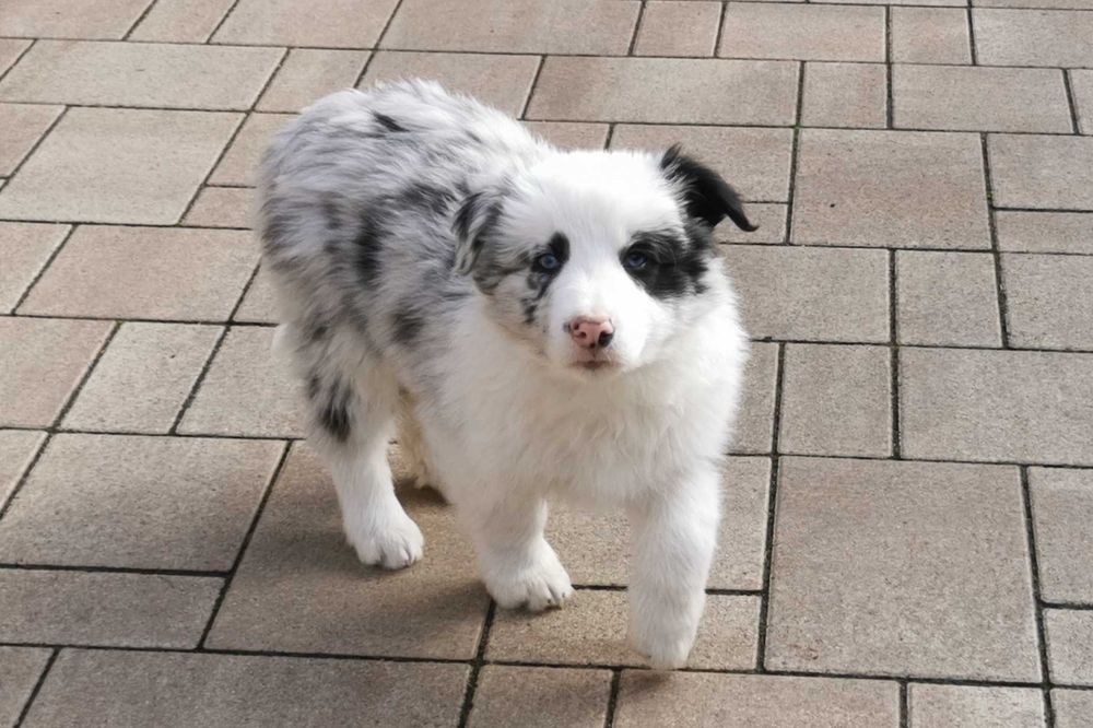 Vand mascul Border Collie merle cu pedigree AChR
