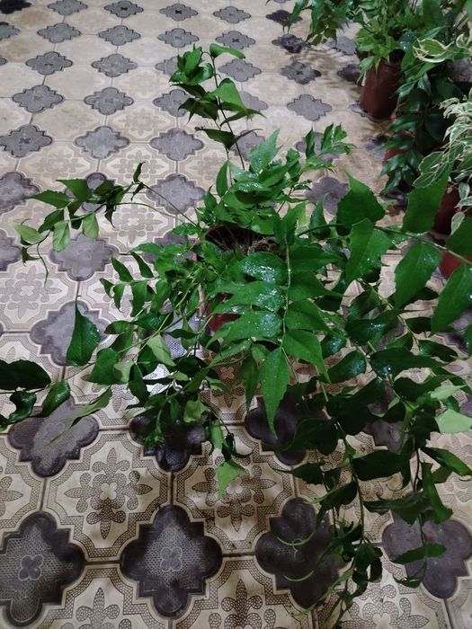 Комнатные растения, цветы, Honaki gullar, Optom va donaga, Gul, Цветы