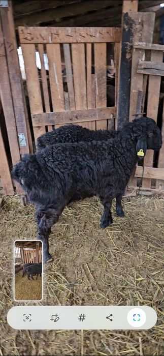 2 козы кошкарлар