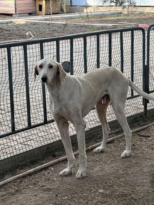 Продам тазы гладкошерстый (жарғақ)