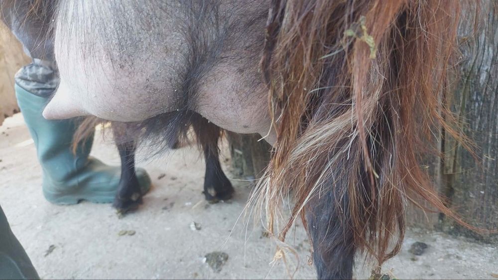 Capra cu iezi de vânzare