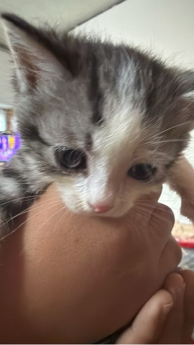 Котята отдам даром город Алматы